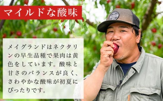 メイグランド 約2.6kg ［おぶせファーマーズ］ 果物 フルーツ ネクタリン 長野県産 信州産 令和8年産 【2026年7月中旬～8月上旬発送】