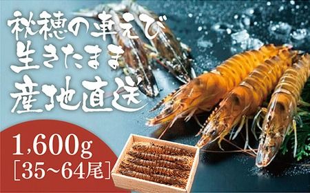 B030 活きあいおえび1600g（800g×2）（35～64尾）
