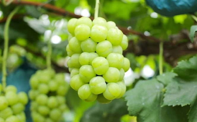 ぶどう 【2026年 早期受付】 瀬戸ジャイアンツ 1房 約500g ブドウ 葡萄 岡山県産 国産 フルーツ 果物 ギフト [№5735-2080]