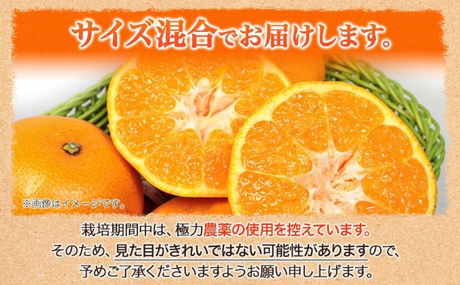 厳選 はるみ 2.5kg+250g（傷み補償分） 池田鹿蔵農園 日高町《2月上旬-3月末頃出荷》和歌山県 日高町 はるみ みかん 柑橘 フルーツ デコポンの姉妹品種 光センサー選別【配送不可地域あり】---wsh_idn325_2j3m_25_12000_2500g---