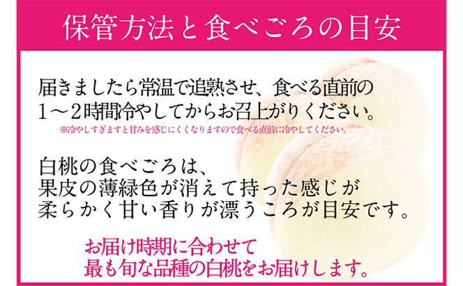桃 2026年 先行予約 岡山の白桃 300g以上×6玉 白桃 旬 みずみずしい 晴れの国 おかやま 岡山県産 フルーツ王国 果物王国 夏の果物 果汁 とろける 上品な香り 