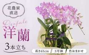 【 30セット 限定 】 デンファレ （ 洋蘭 ） 3本 立ち  《糸島》【和饗エコファーム株式会社】蘭 洋蘭 デンファレ 花 インテリア お祝い 贈り物 [AVI004]