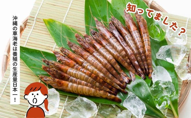 活〆還元車えび（急速冷凍・1Kg）【エナジック車海老養殖場】