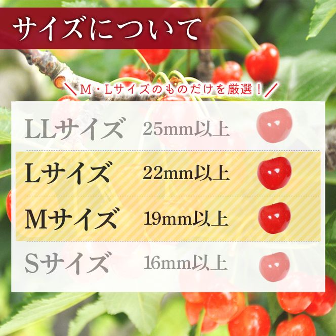 FYN6-631 ≪2027年先行予約≫ご家庭用 山形県産 品種おまかせ さくらんぼ(佐藤錦・紅秀峰など) 1.44kg(180g×8パック) 丸秀品 M以上 フードパック詰め 2027年6月中旬から順次発送 果物 くだもの フルーツ サクランボ チェリー 自宅 家庭 産地直送 山形県 西川町 月山