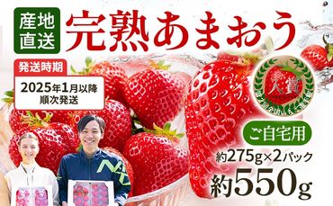 あまおう 約550g（約275g×2パック）（先行受付／2025年1月以降順次発送予定）いちご 大粒 不揃い 苺 イチゴ 福岡高級 フルーツ 土産 福岡県