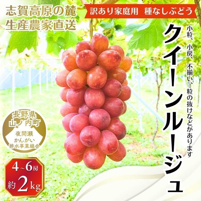 ぶどう 訳あり 家庭用 クイーンルージュ 約2kg (4～6房) フルーツ 秋 2026年 10月発送