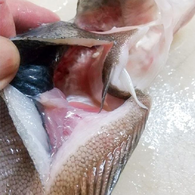 特大エテカレイ 一夜干し 5枚 [ カレイ 干物 小分け 個包装 ]