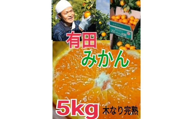 ［先行予約］［ご家庭用］有田みかん  5kg （S～2Lサイズミックス）木成り完熟 大ちゃんの畑農園 CA12