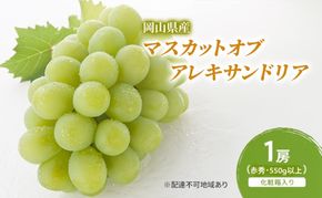 ぶどう 2026年 先行予約 マスカットオブアレキサンドリア 1房(550g以上・赤秀) 化粧箱入り