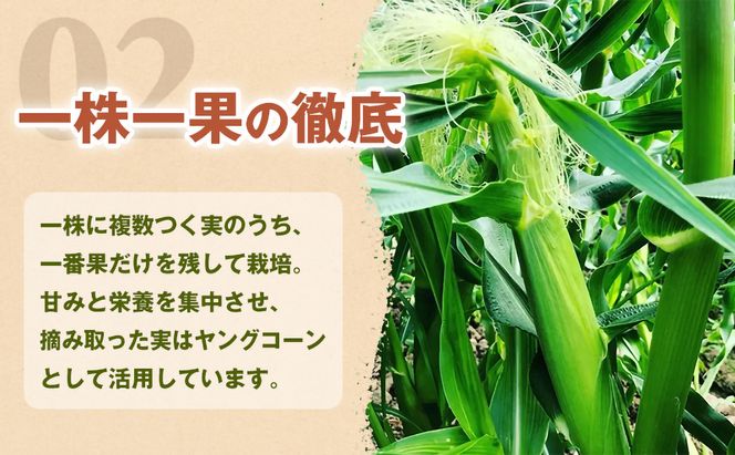 ［2027年発送 先行予約 夏の味覚］潮風ホワイト 2Lサイズ 10～12本 とうもろこし トウモロコシ 白 コーン とうもろこし BBQ 焼き肉 白浜町 304018_ET02