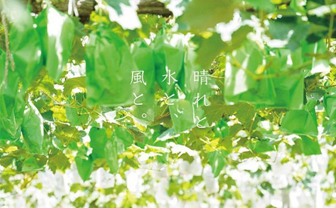 厳選 シャインマスカット・ニューピオーネ 2房 合計1.0kg以上 詰合せ 産地直送 朝採れ ぶどう 葡萄 Kawahara Green Farm 岡山県産 2026年 先行予約