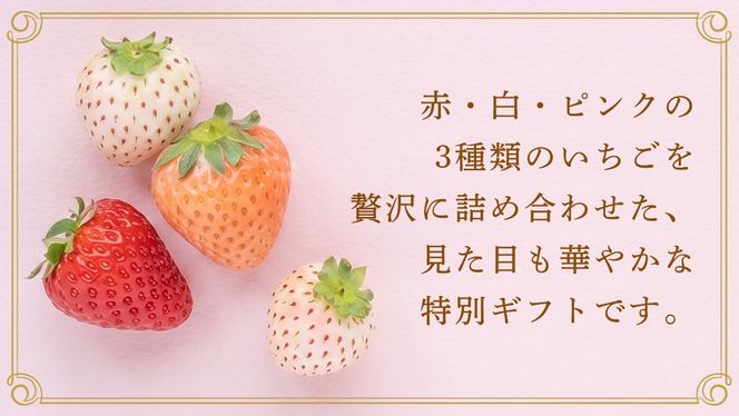 【桐箱入り】3色いちご 9～15粒 【2027年1月から発送開始】（茨城県共通返礼品 [いちご]：城里町産） いちご イチゴ 苺 甘い 国産 人気 桐箱 贈答 贈り物 ギフト ふるさと納税