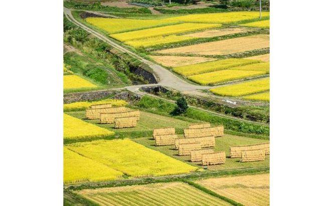 【令和8年産】定期便！農家直送！県認証特別栽培魚沼産コシヒカリ【合計360kg】毎月30kg×12回 精米 ご飯 ブランド米 銘柄米