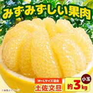 【先行予約】土佐文旦 小玉 家庭用 約3kg （M～L：7～9玉入り） 文旦 ぶんたん ブンタン 柑橘 フルーツ デザート 果物 ご当地 人気 名産＜2027年1月中旬～順次発送＞【玉木農園】