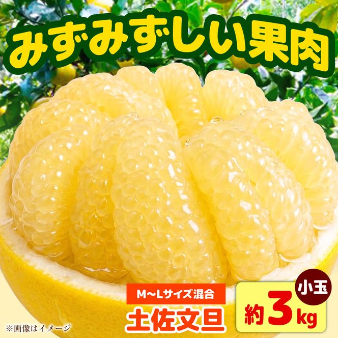 【先行予約】土佐文旦 小玉 家庭用 約3kg （M～L：7～9玉入り） 文旦 ぶんたん ブンタン 柑橘 フルーツ デザート 果物 ご当地 人気 名産＜2027年1月中旬～順次発送＞【玉木農園】