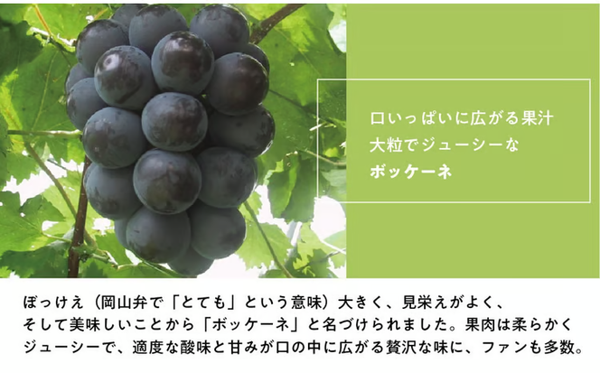 【2026年先行予約】葡萄1房お試し４回便（ボッケーネ・ピオーネ・シャインマスカット・紫苑）(定期便) (岡山県産)【KF-T003-01】