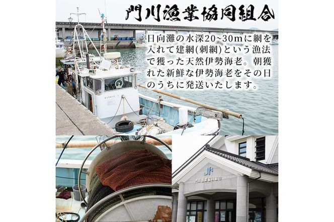 ＜数量限定・期間限定＞天然！門川町産活き伊勢海老(計1.5kg・約2～6尾)エビ えび 刺身 魚介 海鮮 朝獲れ 国産【O-6】【門川漁業協同組合】