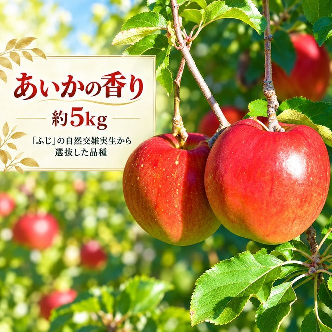 りんご 令和8年11月中旬発送 幻のりんご あいかの香り 約5キロ 信州が生んだ希少なりんごです（りんご・リンゴ・林檎）【018-36】