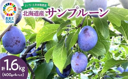 【先行予約：2026年9月中旬以降発送】小玉で食べやすい！ 余市産 生プルーン 1.6kg サンプルーン 甘酸っぱい_Y127-0018
