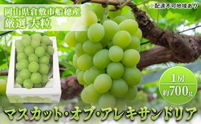 【2026年先行予約】 ぶどう 岡山県産 マスカット ・オブ・ アレキサンドリア 厳選 1房 約700g 大房 岡山県 倉敷市 船穂産 《2026年7月中旬-下旬頃出荷》 葡萄 ブドウ フルーツ 果物 数量限定 里庄町 