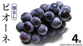 ピオーネ 4房【2026年8月より発送開始】（茨城県共通返礼品 [ぶどう]：結城市産）田舎の頑固おやじが厳選！  ぶどう ブドウ 葡萄 種なし 大粒 高糖度 ギフト 甘い 美味しいフルーツ [BI286-NT]