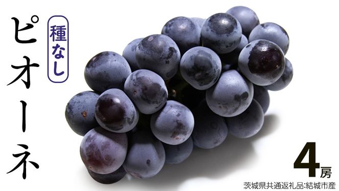 ピオーネ 4房【2026年8月より発送開始】（茨城県共通返礼品 [ぶどう]：結城市産）田舎の頑固おやじが厳選！  ぶどう ブドウ 葡萄 種なし 大粒 高糖度 ギフト 甘い 美味しいフルーツ [BI286-NT]