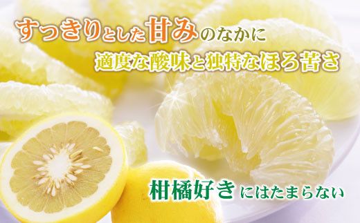 【先行予約】数量限定！【訳あり】土佐文旦（ぶんたん）家庭用（M~5L 混合）約7kg 〈2027年2月中旬～発送〉文旦 7キロ 土佐文旦発祥の地 産地直送 約10~22玉 大玉 特大 3l 4l ぶんたん ブンタン 柑橘 果物 フルーツ お取り寄せ おいしい 訳あり 傷 【株式会社とさもん】 [BQAE031]