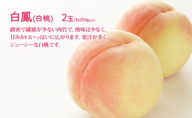 桃 ぶどう 詰合せ 2026年 先行予約 白桃 白鳳 2玉（1玉250g以上） ニュー ピオーネ 1房 約600g 岡山県 赤磐市産 フルーツ 果物 あかいわファーマーズガーデン