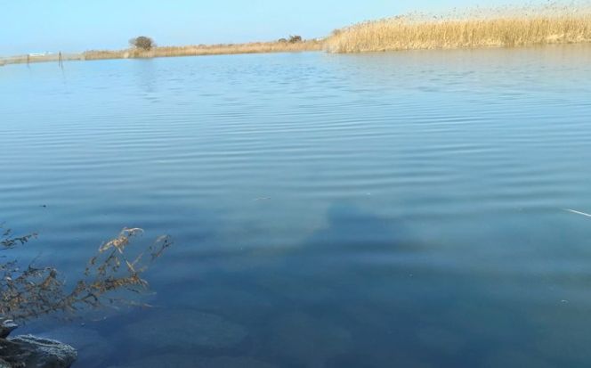 木曽川の生き物採集体験 1〜3名まで 体験 チケット 採集 愛西市 / 艶麗[AEDD007]