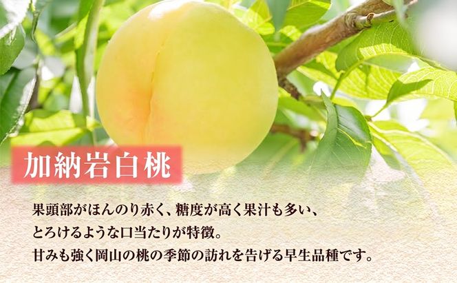 【 2027年 先行予約】 桃 岡山県産 どれも食べたい！岡山の桃 3種 満喫 プラン 3回 コースB ( 加納岩白桃 ・ 清水白桃 ・ 白皇 各1.2kg)《2027年6月下旬-8月中旬頃出荷》白桃 数量限定 期間限定 定期便