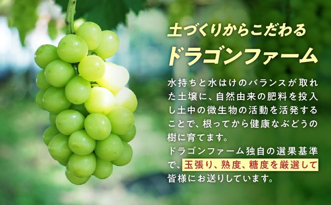 【夏季限定】No.3 2kg　シャインマスカット　摘みたて　産地直送　山梨県 夏季限定】No.233 2kg シャインマスカット 摘みたて 産地直送