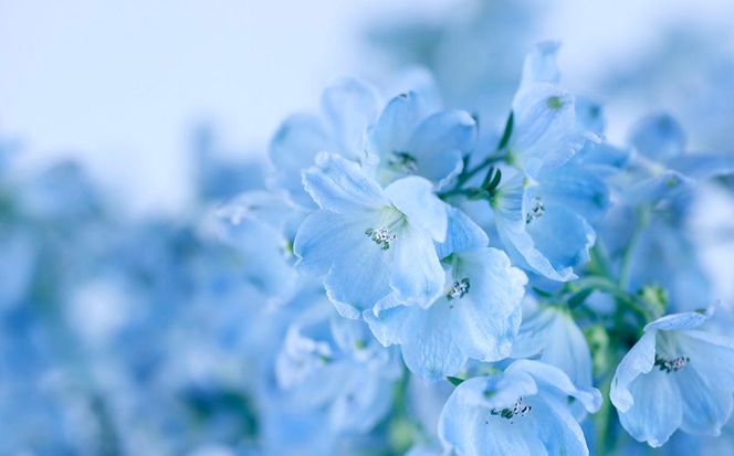 ＜ 2026年6月より発送 ＞  生花 みついし花だより デルフィニウム 青 水色 計 20本 (各10本) スプレータイプ  ＜ 予約受付 ＞