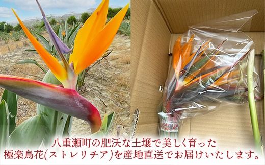 伊集農園がお届けする 極楽鳥花（ストレリチア）（約10本入り）- 産地直送 沖縄県産 生花 エキゾチック 贈り物 花 フラワー 新鮮 インテリア 沖縄県 八重瀬町