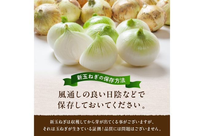 【訳あり】新たまねぎ 3kg JA00093