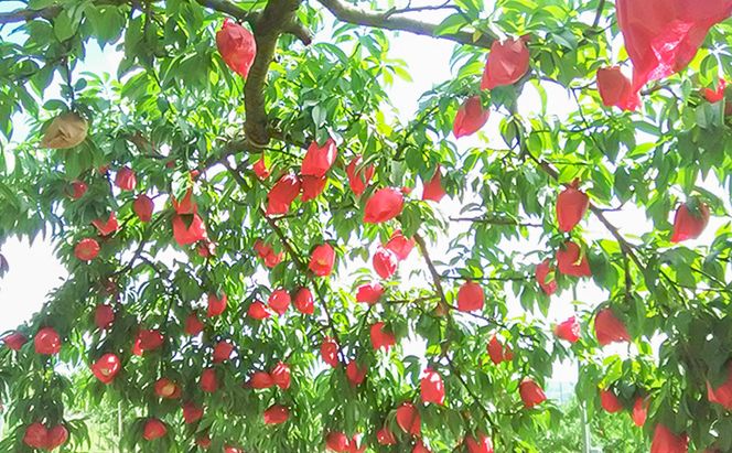 桃 2026年 先行予約 8月の旬な白桃【2種】 食べ比べ セット 約1.5kg 5～7玉 糖度センサー選果 糖度12度以上 あみかフルーツ 白桃 岡山