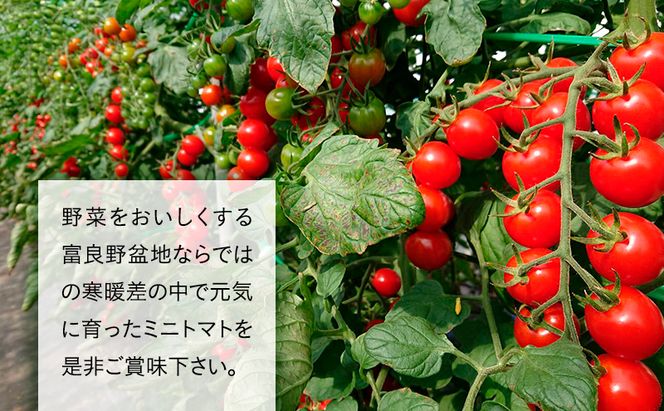 【2026年7月より発送】北海道 富良野市産 完熟ミニトマト 2種 計約3kg 甘っこ キャロル10 各1.5kg×2 詰め合わせ トマト 甘い 野菜 新鮮 数量限定 先着順【藏ファーム】