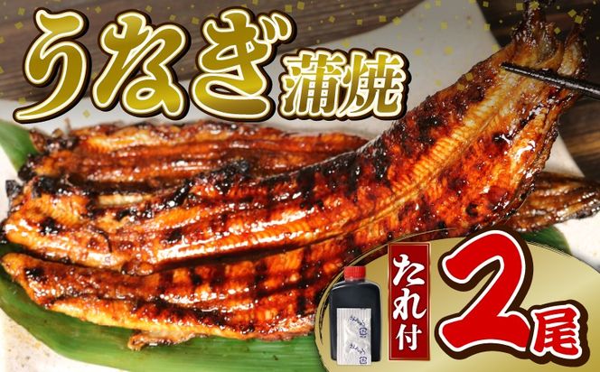 うなぎ 蒲焼 2尾 (140g ×2)  鰻蒲焼 ウナギ かばやき 土用 丑の日  活鰻 自家製蒲焼 たれ 山椒 ギフト 贈答   冷蔵 まとめ買い 静岡県 藤枝 ふるさと人気 [ PT0192-000002 ]