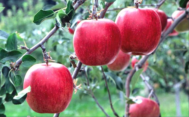 鶴田町　25年3月おすすめ返礼品！雪国の鮮度を閉じ込めた！【クール便】4月発送 白熊 特選 サンふじ 絆 約3kg 糖度13度【青森りんご・ 果物 フルーツ 食後 デザート シャキシャキ ジューシー りんごの王様 】