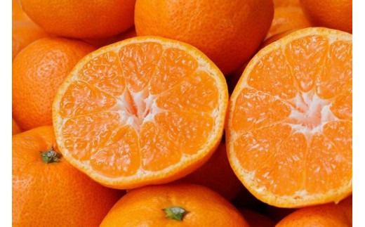 ＼光センサー選別／農家直送 こだわりの完熟有田みかん 約8kg＋250g(傷み補償分) 【ご家庭用】【11月･12月･1月から選択可能】みかん ミカン 有田みかん 温州みかん 柑橘 有田 和歌山 産地直送【nuk100F_cho】