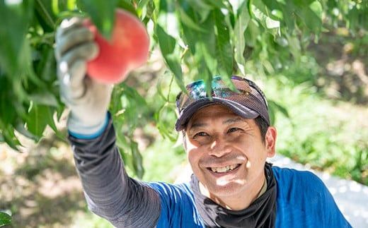 季節の桃 約2kg 約3kg 約5kg 選べる内容量 ［ おぶせファーマーズ ］桃 もも モモ ピーチ フルーツ 果物 たまき なつき あかつき 川中島白鳳 なつっこ 川中島白桃 黄金桃 だて白桃 先行予約 長野県産 信州産 クール便 冷蔵便 お取り寄せ 産地直送 数量限定 産地 直送  先行予約 2026 令和8年産【2026年7月中旬～9月中旬発送】
