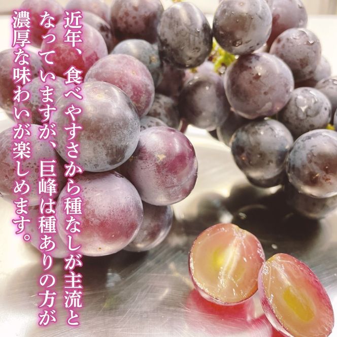 【2026年8月中旬より順次発送】★数量限定★種あり巨峰 約1.5kg(4～6房)【茨城県共通返礼品/石岡市】｜ぶどう 葡萄 果物 くだもの フルーツ 巨峰 石岡市 茨城県 行方市 人気 数量限定 送料無料(HL-1)