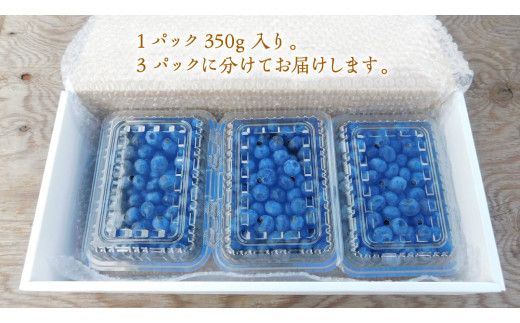 ≪先行予約≫【 訳あり 】 朝採れ 完熟 ブルーベリー 1050g ( 350g × 3パック ) 【 2026年 7月中旬頃より発送開始 】 ぶるーべりー フルーツ 果物 くだもの 新鮮 ベリー 小分け 朝どり 国産 生 規格外 不揃い