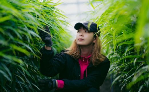 【 山﨑生姜農園 】 生姜農家 が作った 至高の 生姜ジャム 万能 調味料 生姜焼き ヨーグルトやアイスクリームにも合う 生姜 しょうが ショウガ ジンジャー ジャム 濃厚 きび糖 加工品 食品 グルメ 高知県 高知 四万十市 四万十 しまんと 25-326