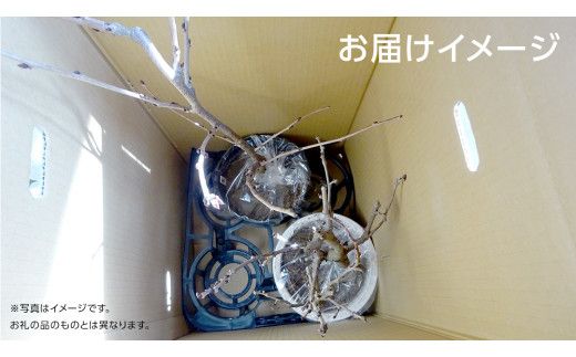 ジャバラの苗 8号ポット 1点 家庭 で 園芸 鉢植え 苗 庭木 果樹 ガーデニング 植物 確実園