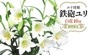 【期間限定】鉄砲ユリ球根白花　16球　花 フラワー 園芸 ガーデニング 植物 高品質 送料無料
