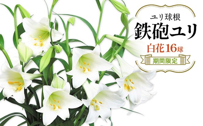 【期間限定】鉄砲ユリ球根白花　16球　花 フラワー 園芸 ガーデニング 植物 高品質 送料無料
