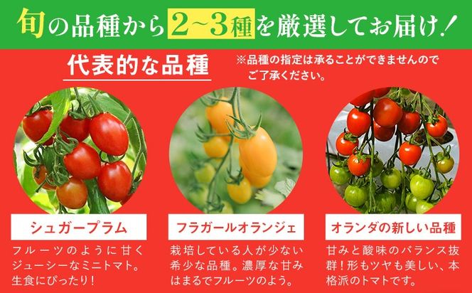 シャイントマト 2kg シャイントマトファーム《1月中旬-6月中旬頃出荷》岡山県 笠岡市 送料無料 トマト 野菜 ミニトマト---S-25---