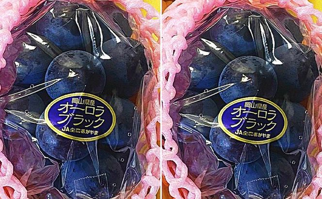 ぶどう 2026年 先行予約 オーロラブラック 2房(1房480g以上)　化粧箱入り ブドウ 葡萄 岡山県産 国産 フルーツ 果物 ギフト 