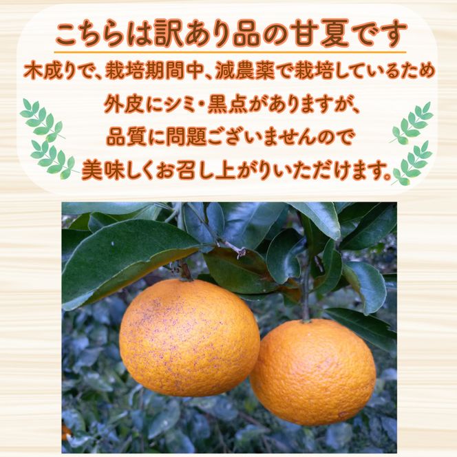 訳あり 甘夏 2kg 先行予約 柑橘 かんきつ 蜜柑 愛媛 みかん 温州 みかん あまなつ 国産 こくさん mikan 果物 くだもの フルーツ デザート ジュース 果実 果肉 果汁 甘い ジューシー おいしい 濃厚 産地 直送 産直 特産品 河内晩柑 愛媛県 愛南町 愛南町青果市場 