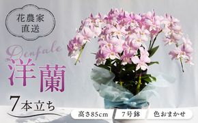 【 10セット 限定 】 デンファレ （ 洋蘭 ） 7本 立ち  《糸島》【和饗エコファーム株式会社】 蘭 洋蘭 デンファレ 花 インテリア お祝い 贈り物 [AVI002]
